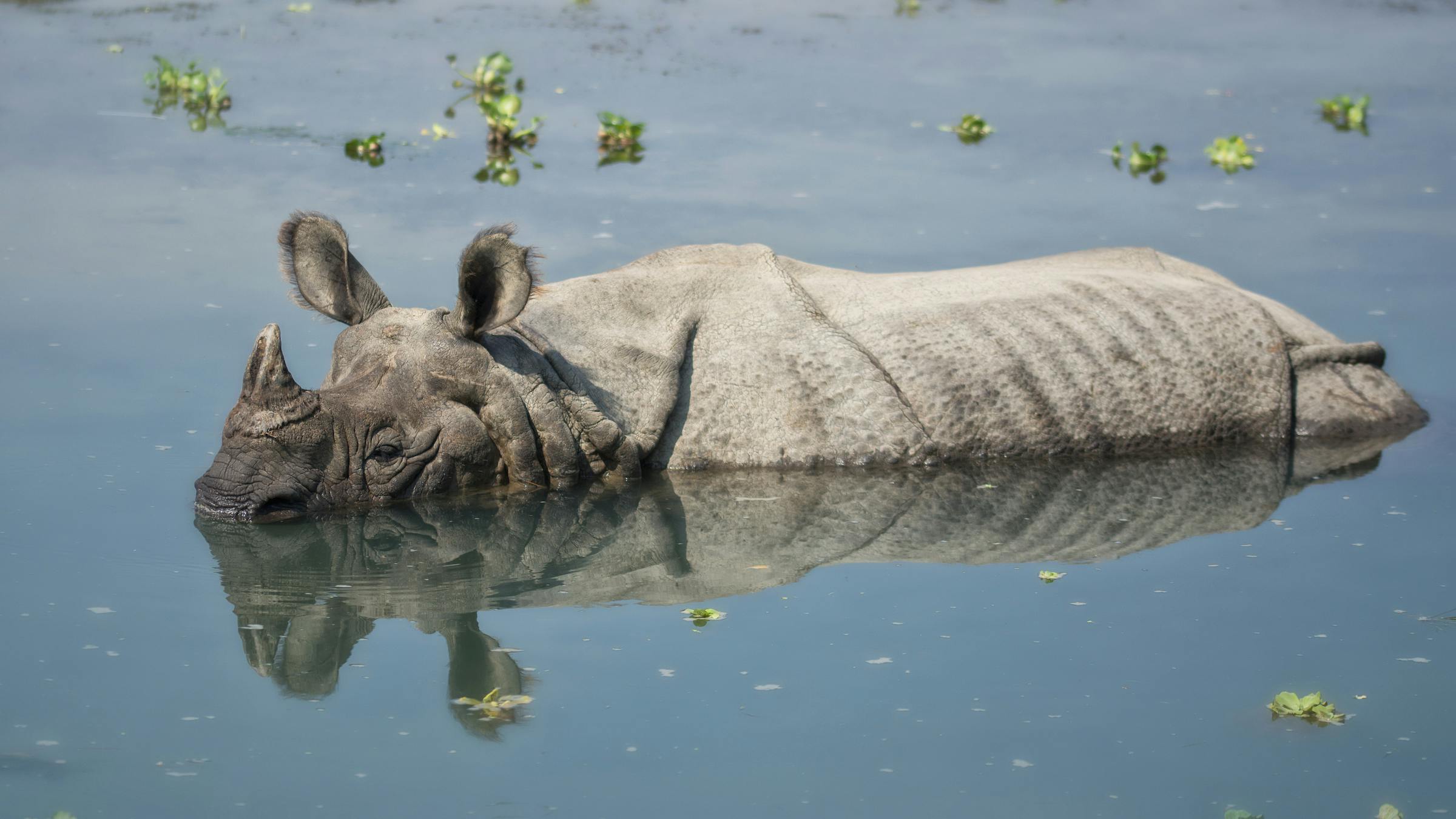 Protecting greater one-horned rhinos and their habitat in Assam, India